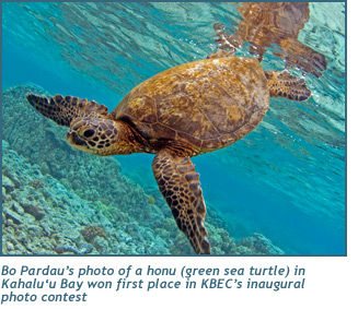 Bo Pardau’s photo of a honu (green sea turtle) in Kahalu‘u Bay won first place in KBEC’s inaugural photo contest