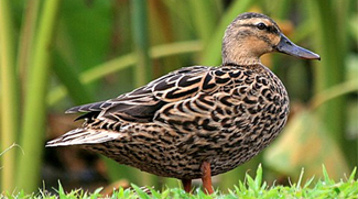 An endangered koloa maoli, or Hawaiian duck. (Photo © U.S Fish & Wildlife Service)