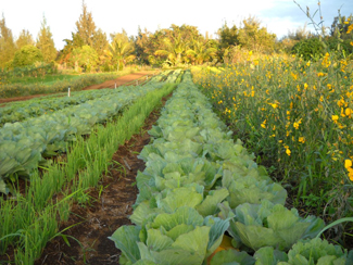 Small, diversified farms, such as this one in the Hāmākua district of Hawai‘i Island, hold strong potential to increase local food production, promote and maintain biodiversity, create jobs, and use farmland more efficiently.